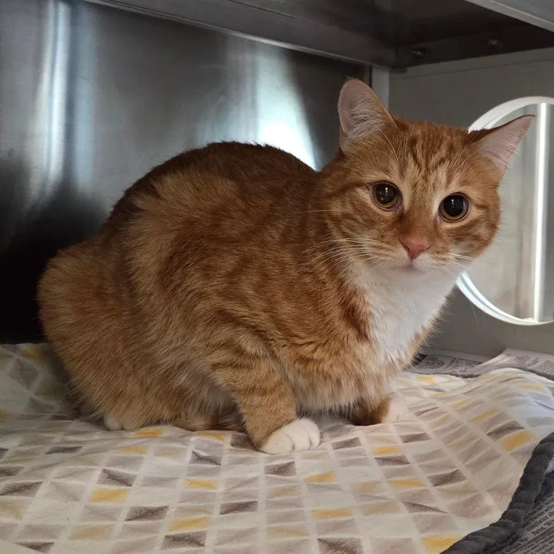 An adult small-sized male Orange / Red Domestic Short Hair cat named Muffin for adoption in Chattanooga, TN