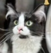 A baby small-sized female Black & White / Tuxedo Domestic Medium Hair cat named Maudie for adoption in Raleigh, NC