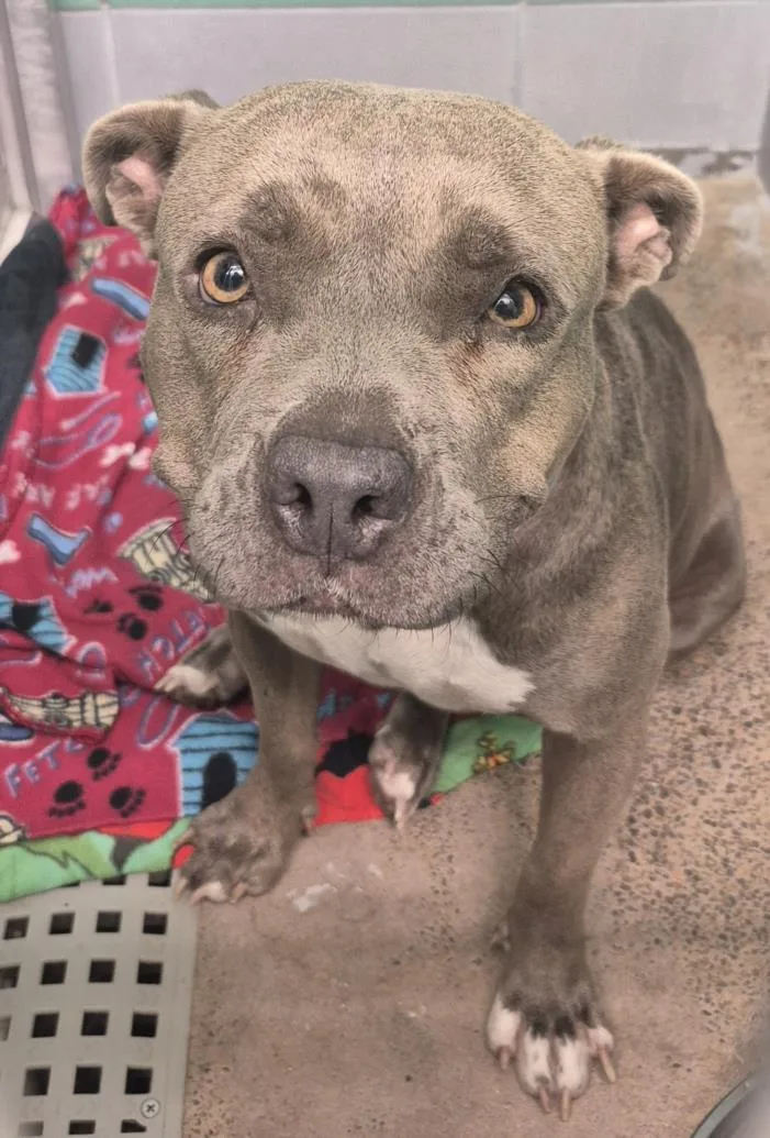 An adult medium-sized female Staffordshire Bull Terrier dog named Caitlyn for adoption in Houston, TX
