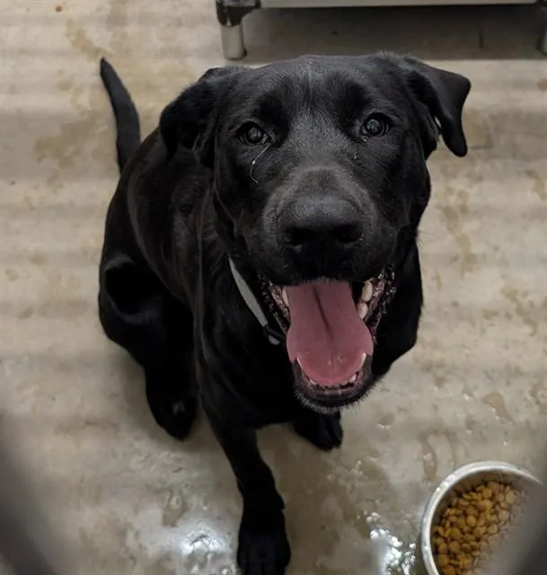 A young medium-sized female Labrador Retriever dog named Eden for adoption in Camarillo, CA