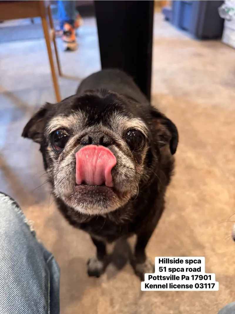 A senior small-sized female Black Pug dog named Delilah for adoption in Pottsville, PA