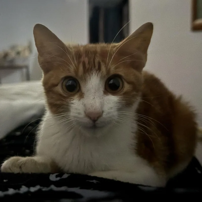A baby medium-sized male Tabby (Orange / Red) Domestic Short Hair cat named Ditch for adoption in Lauderhill, FL