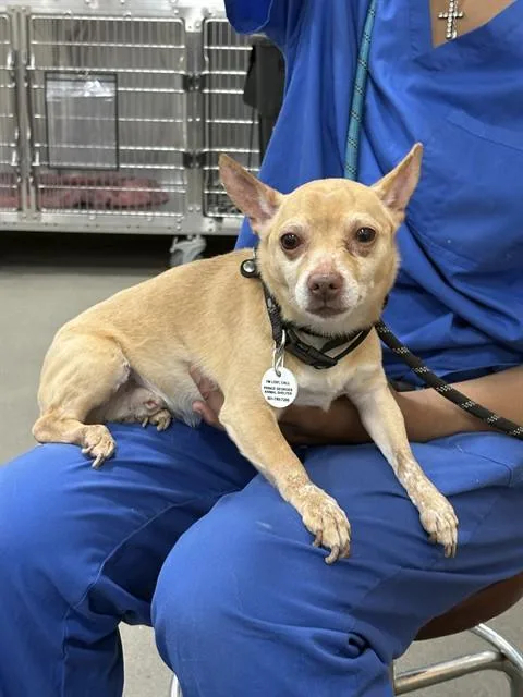 An adult small-sized male Chihuahua dog named Tonka for adoption in Upper Marlboro, MD