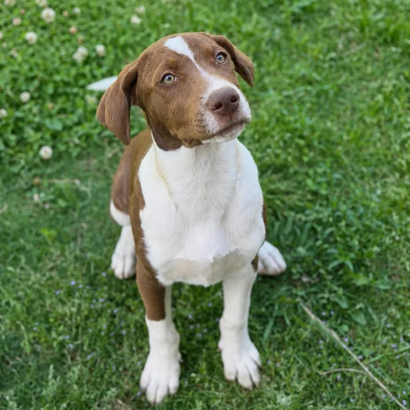 A baby medium-sized male Brown / Chocolate Australian Shepherd dog named Mountain Dew for adoption in Brownsboro, AL