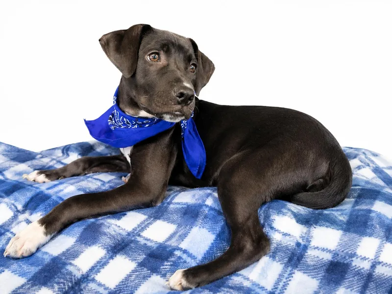 A baby medium-sized male Black Labrador Retriever dog named Black lab mix pup for adoption in Mount Laurel, NJ