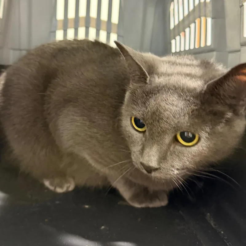 An adult large-sized female Gray / Blue / Silver Domestic Short Hair cat named Kira for adoption in Tampa, FL