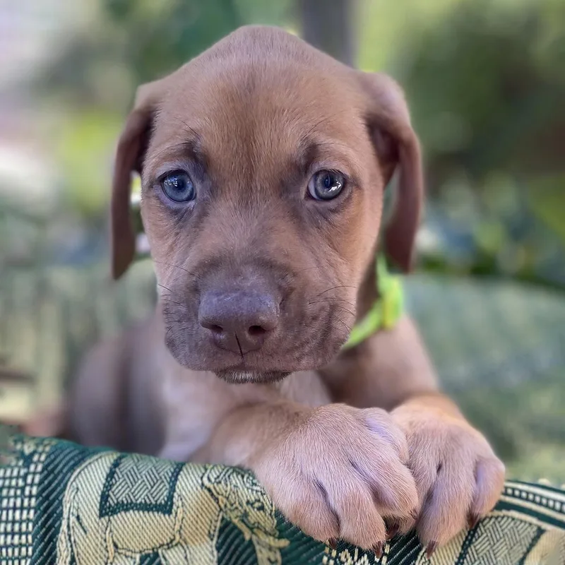 A baby large-sized male Shepherd dog named Africa Pup  Togo for adoption in San Diego, CA