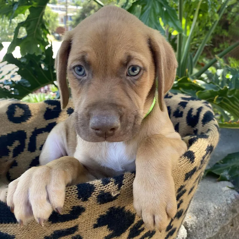 Africa Pup  Togo thumbnail 3