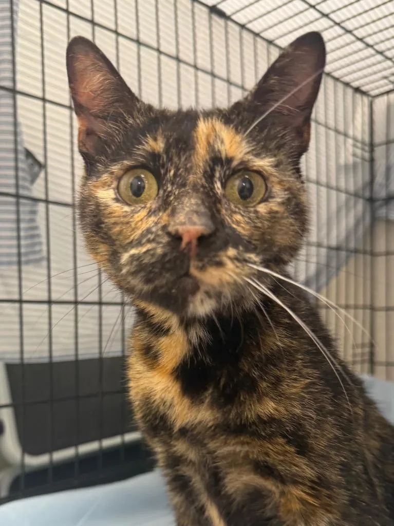 A young medium-sized female Domestic Short Hair cat named Momma Guava for adoption in Pomona, NY