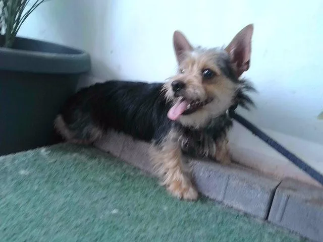 A young small-sized female Yorkshire Terrier dog named Blanche for adoption in Baldwin Park, CA