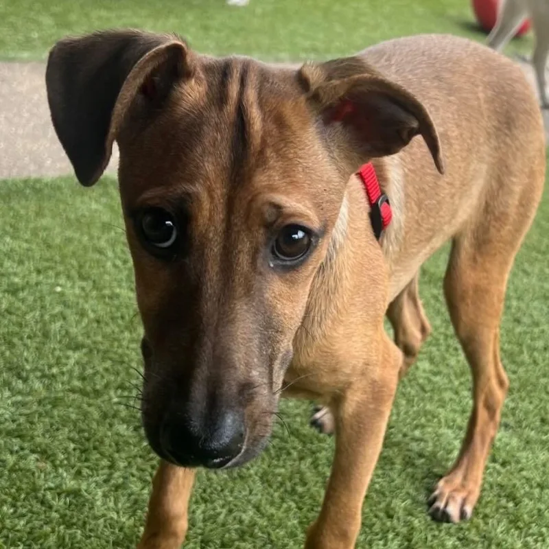 A young medium-sized female Brown / Chocolate Dachshund dog named Misty for adoption in Columbia, MD
