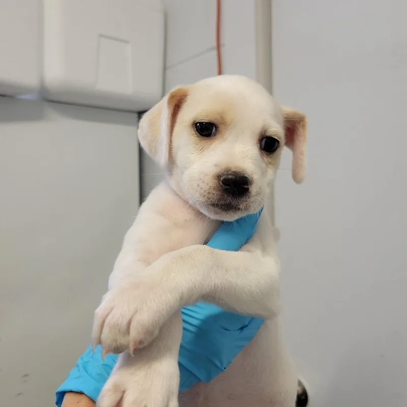 A baby small-sized female White / Cream Beagle dog named Cowgirl Walker for adoption in Hattiesburg, MS
