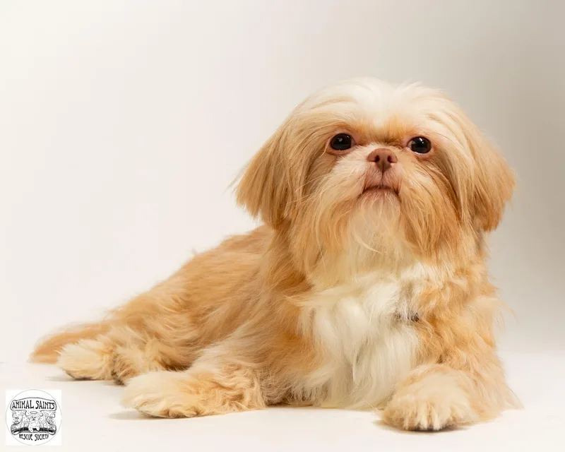 A young small-sized female Apricot / Beige Shih Tzu dog named Clementine for adoption in Fort Montgomery, NY