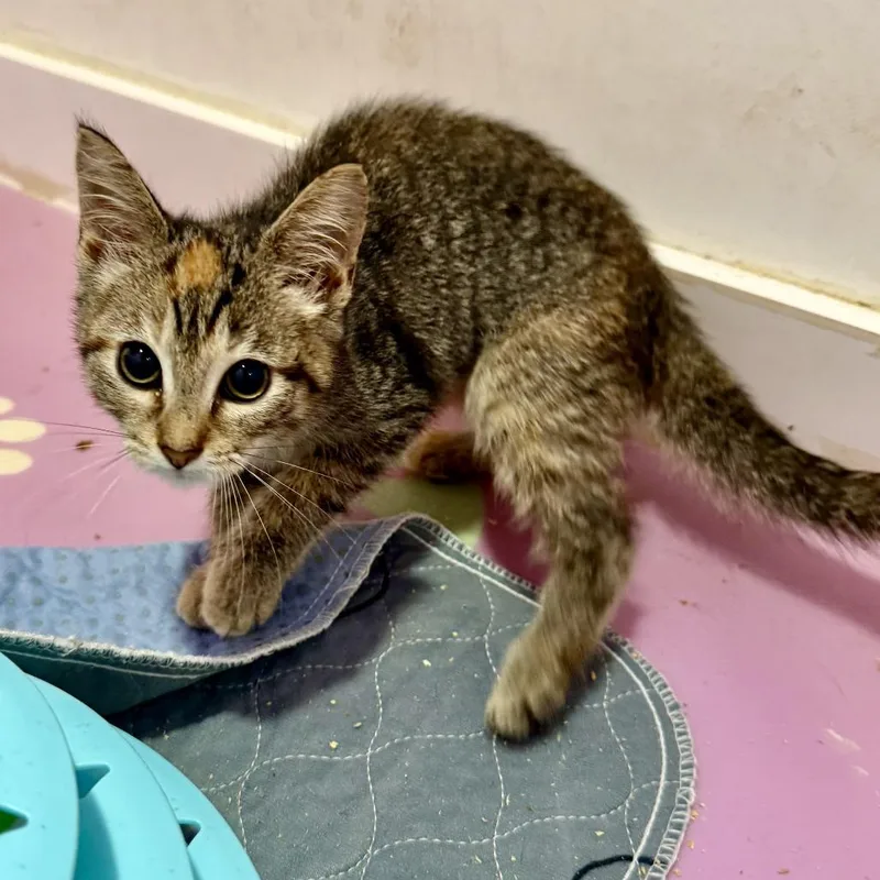 A baby small-sized female Brown / Chocolate Domestic Short Hair cat named Shimmer for adoption in New Port Richey, FL