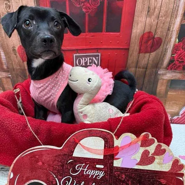 Sadie Jane thumbnail 4