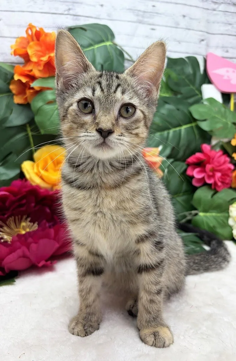 A baby small-sized female Orange / Red Domestic Short Hair cat named Coconut The Attention for adoption in Ocean Springs, MS