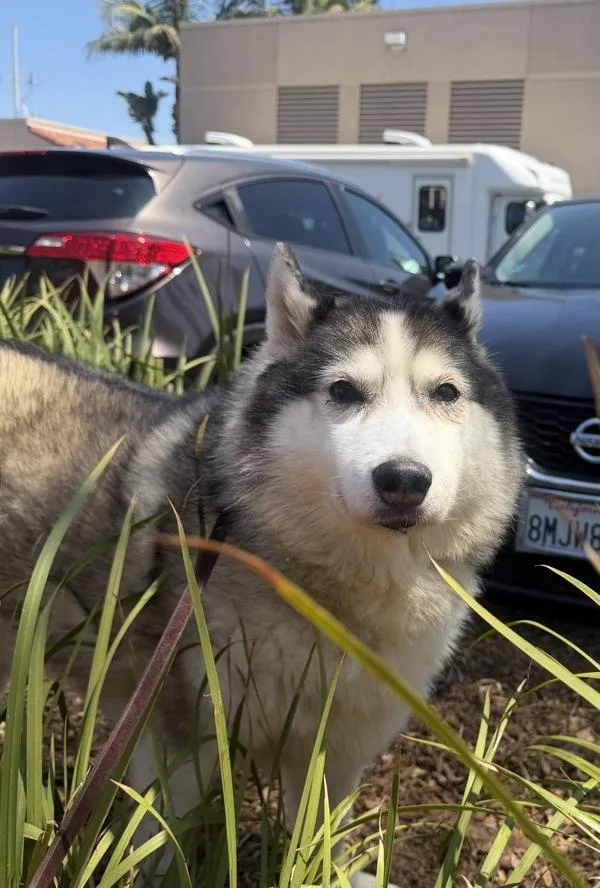A senior large-sized female Alaskan Malamute dog named Scrimp for adoption in Escondido, CA