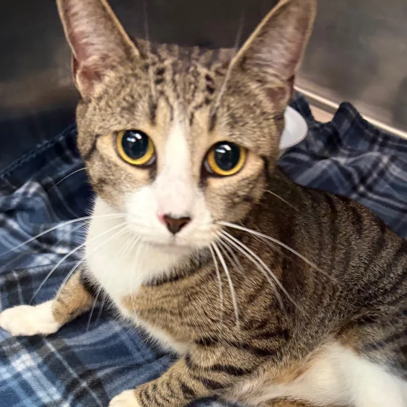 An adult large-sized female Brown / Chocolate Domestic Short Hair cat named Sugar for adoption in Newark, NJ