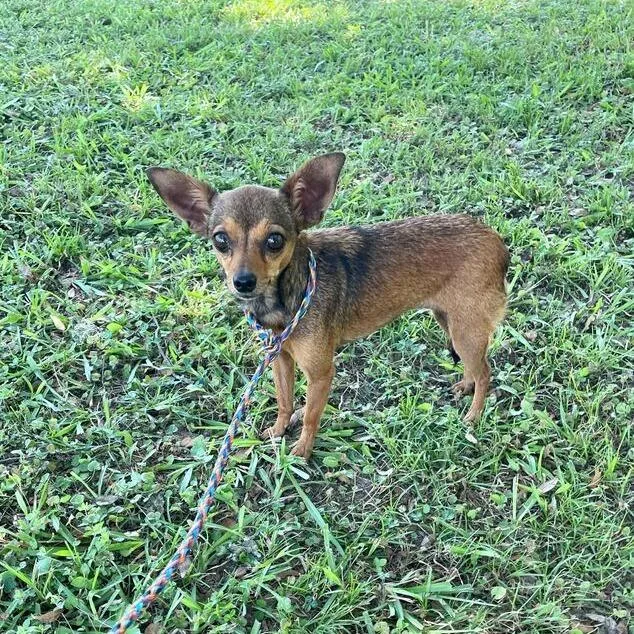 An adult small-sized female Chihuahua dog named Figlet for adoption in Carencro, LA