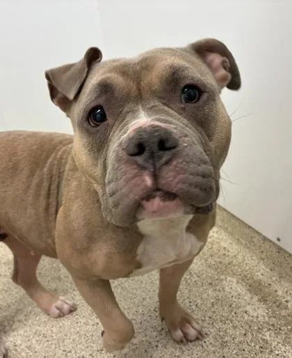 An adult medium-sized female Mixed Breed dog named Pixie for adoption in Lafayette, IN