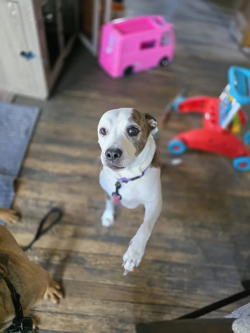 An adult large-sized female Pit Bull Terrier dog named Moana for adoption in New London, WI