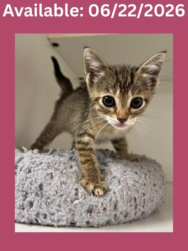 A baby medium-sized female Domestic Short Hair cat named Cat Condo for adoption in Greenville, TX