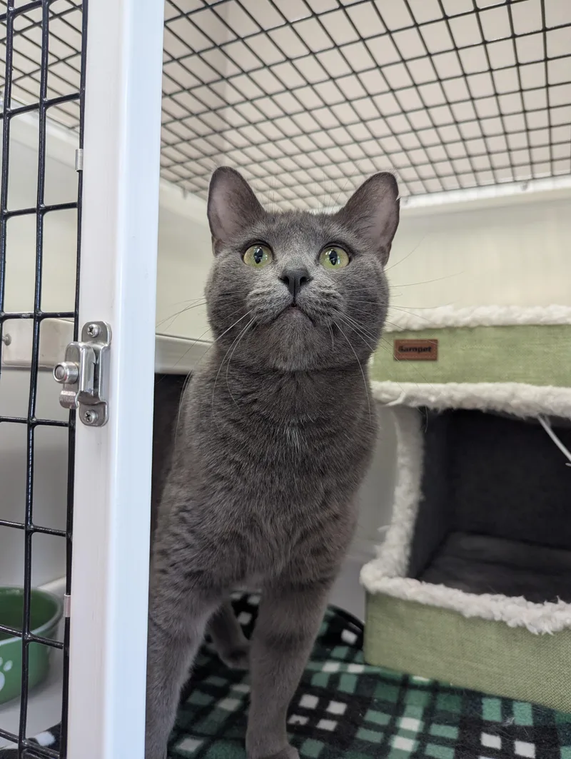 An adult medium-sized female Domestic Short Hair cat named Joyce for adoption in Oconto, WI