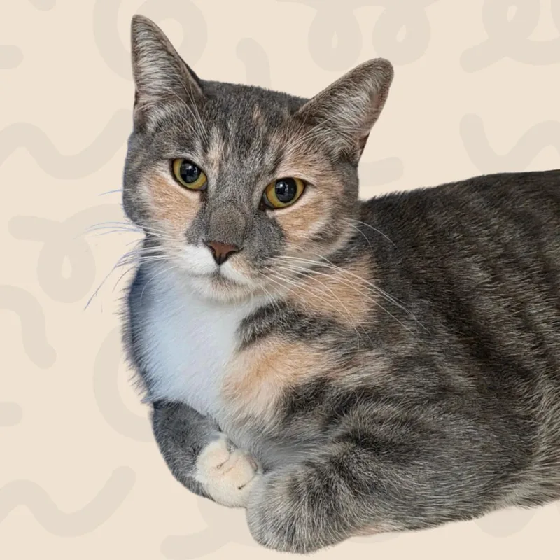 An adult medium-sized female Calico Domestic Short Hair cat named Storm for adoption in Reno, NV