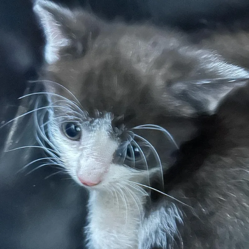 A baby small-sized male Gray / Blue / Silver Domestic Short Hair cat named Simonstray for adoption in Newark, NJ