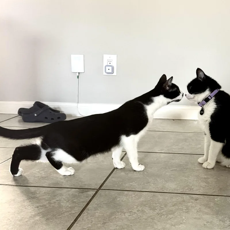 A baby medium-sized male Black & White / Tuxedo Domestic Short Hair cat named Anton for adoption in Liverpool, TX
