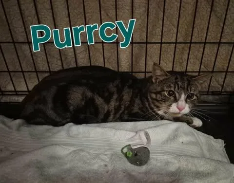 Purrcy thumbnail 3