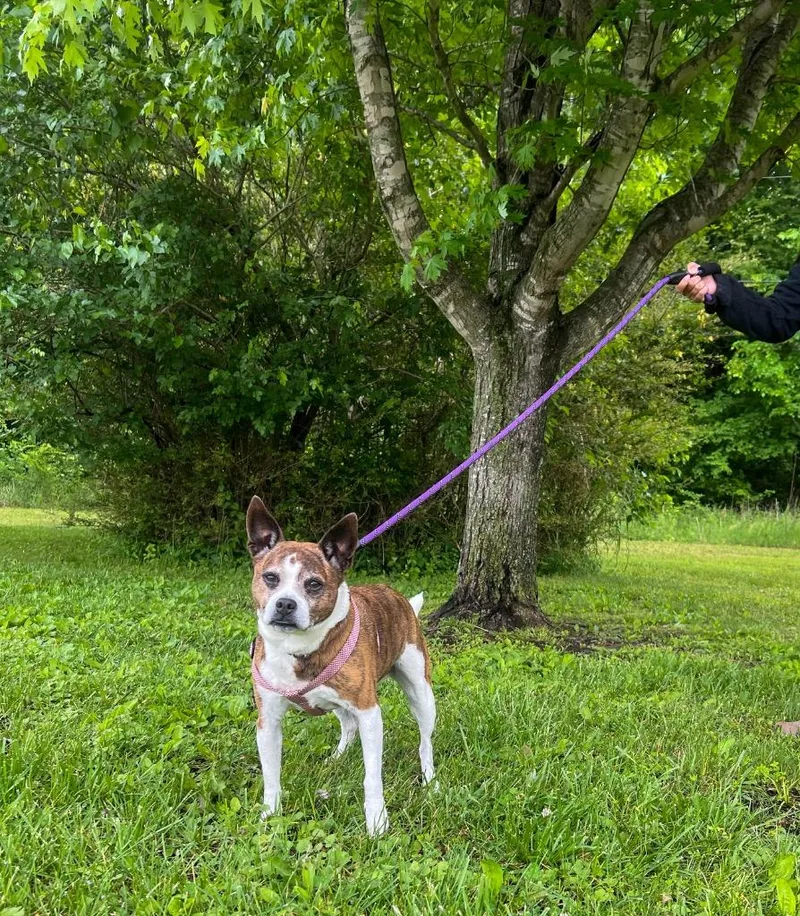 A senior small-sized female Mixed Breed dog named Baby Doggie for adoption in Murray, KY