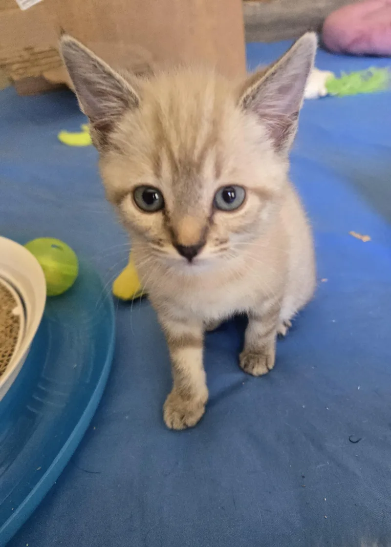 A baby medium-sized female Lilac Point Siamese cat named Molly for adoption in Woodland Hills, CA