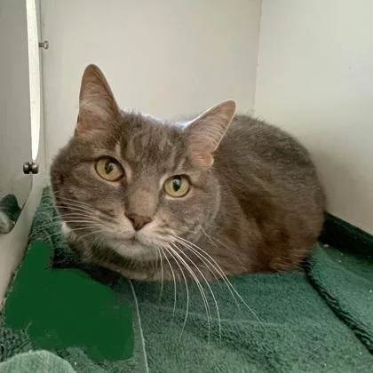 A senior small-sized female Domestic Short Hair cat named Jewel for adoption in Wheaton, IL