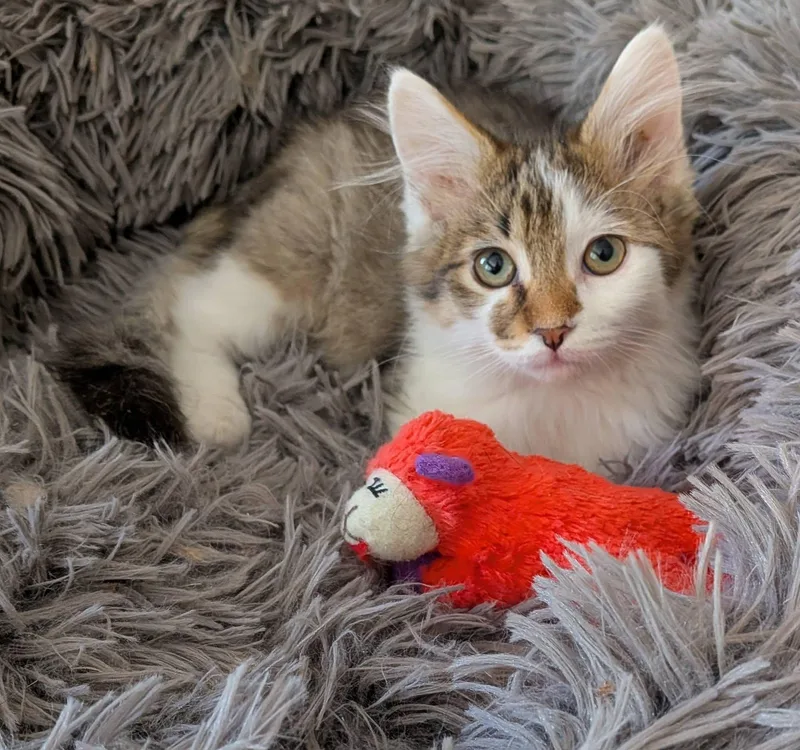 A baby medium-sized male Tabby (Brown / Chocolate) Domestic Medium Hair cat named Sundance for adoption in Queen Creek, AZ