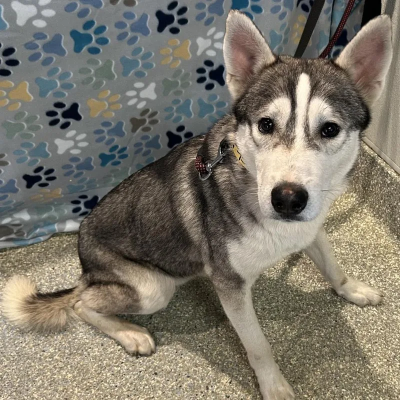 A young medium-sized male Black Siberian Husky dog named Spike for adoption in San Gabriel, CA