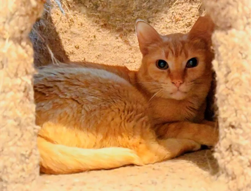 An adult medium-sized male Orange / Red Domestic Short Hair cat named Red Fish for adoption in Hampstead, NC