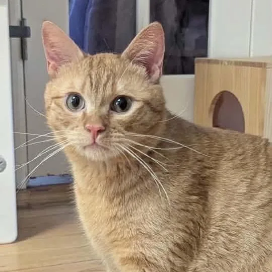 A young small-sized male Orange / Red Domestic Short Hair cat named Kopa for adoption in Long Island City, NY