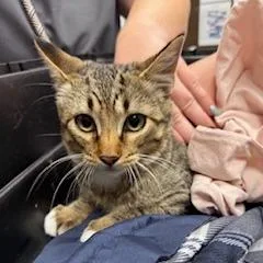A young medium-sized male Black Domestic Short Hair cat named Sparky for adoption in Durango, CO