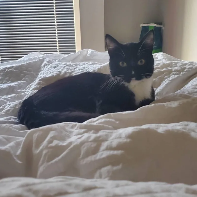 Boo  Chino Hills thumbnail 2