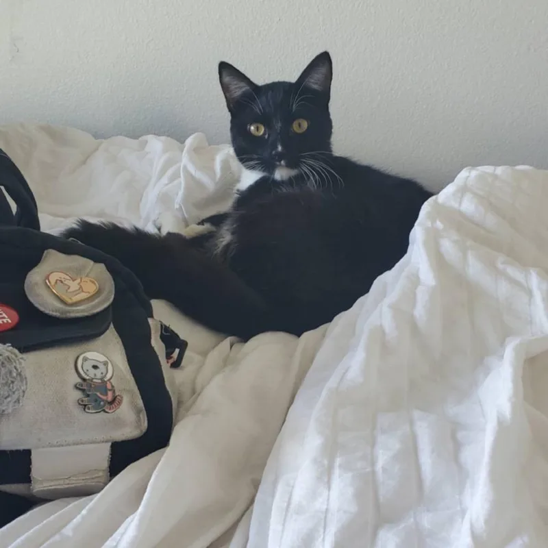 Boo  Chino Hills thumbnail 3