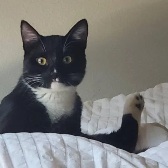 Boo  Chino Hills thumbnail 4