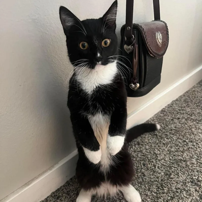 Boo  Chino Hills thumbnail 5