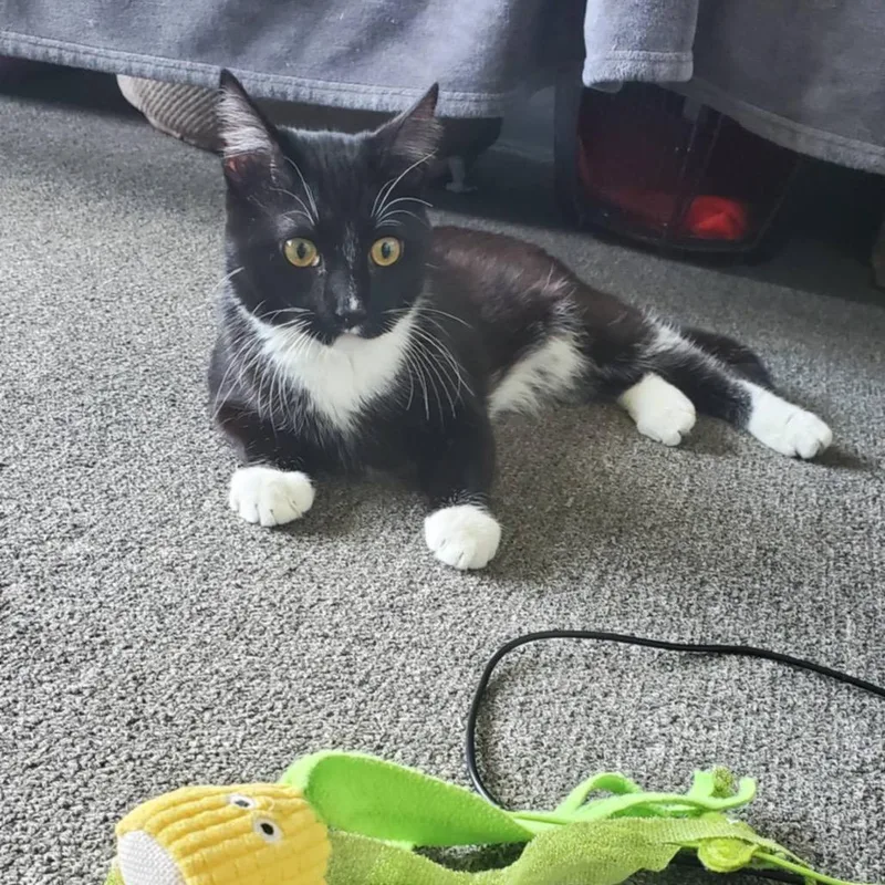 Boo  Chino Hills thumbnail 6