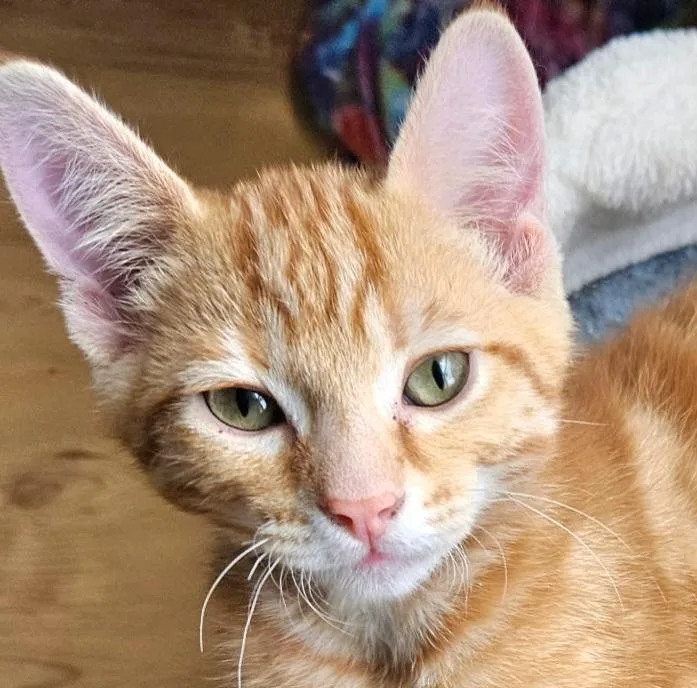 A baby medium-sized male Orange & White Tabby cat named Blaze for adoption in Springfield, OR