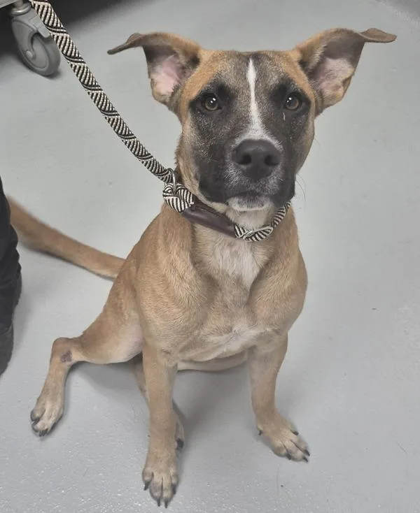 A young medium-sized male Shepherd dog named Pen Peanut for adoption in Lawrenceville, GA
