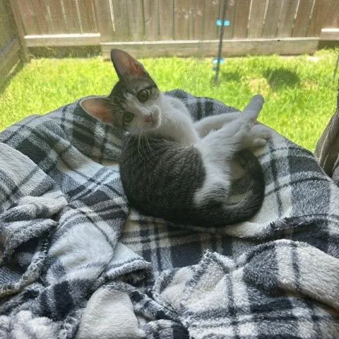 A baby small-sized female Gray / Blue / Silver Domestic Short Hair cat named Opal for adoption in League City, TX