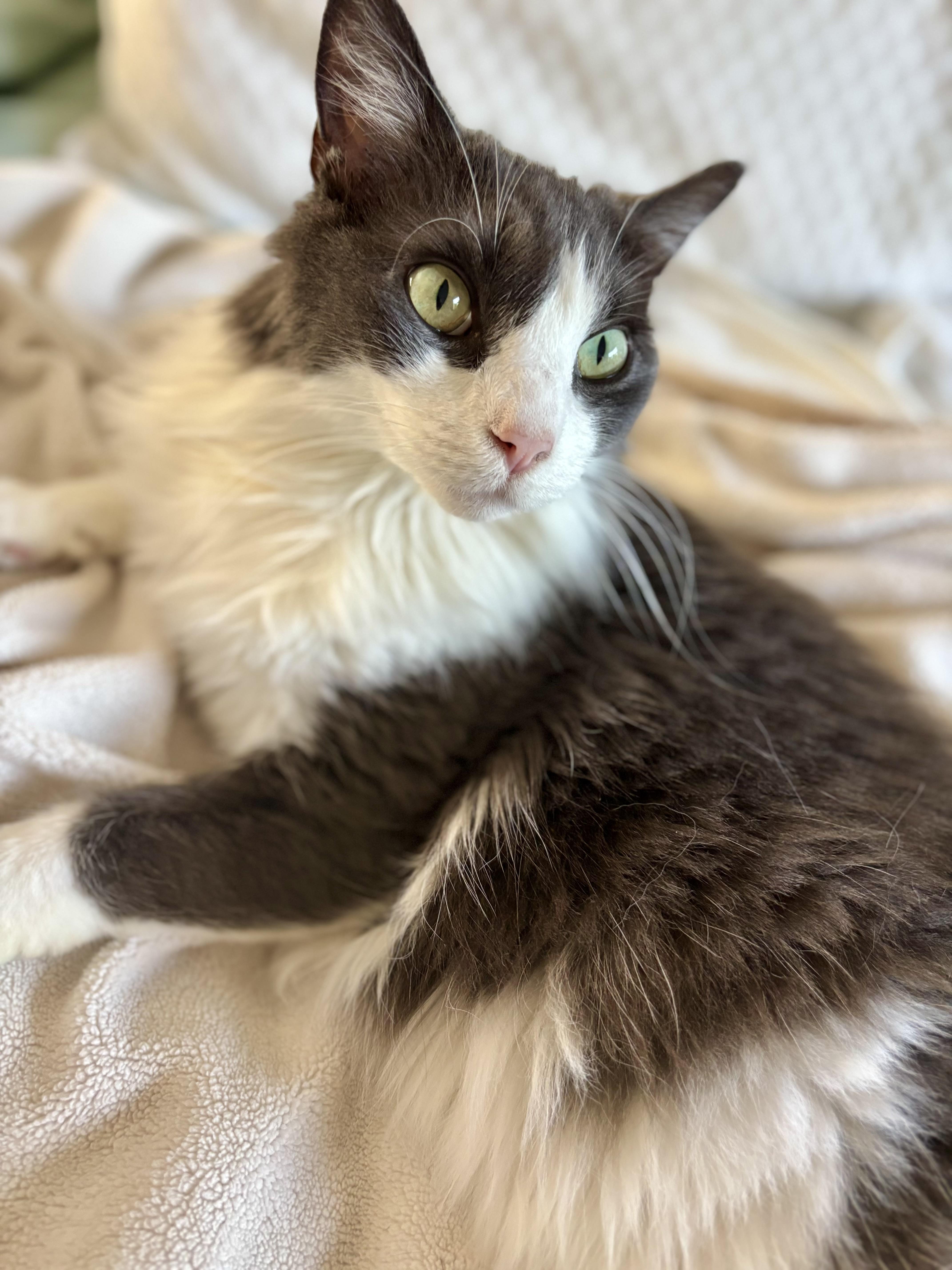 Gray Long Haired Male