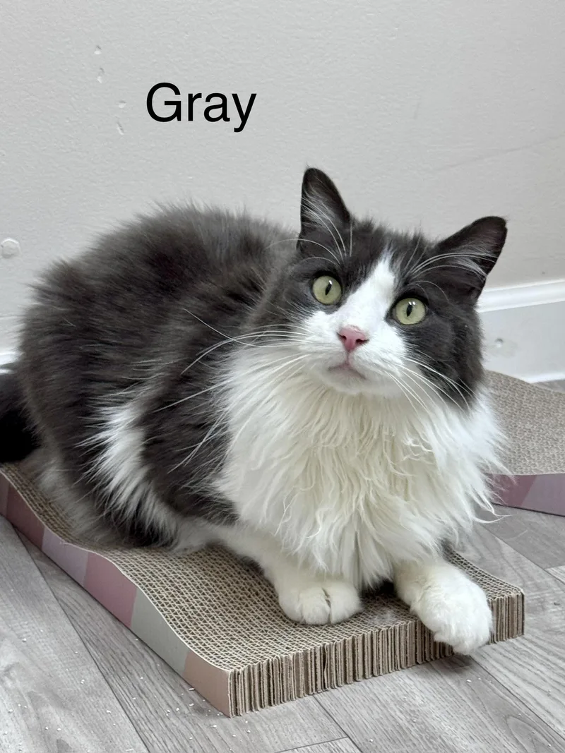 Gray Long Haired Male thumbnail 2