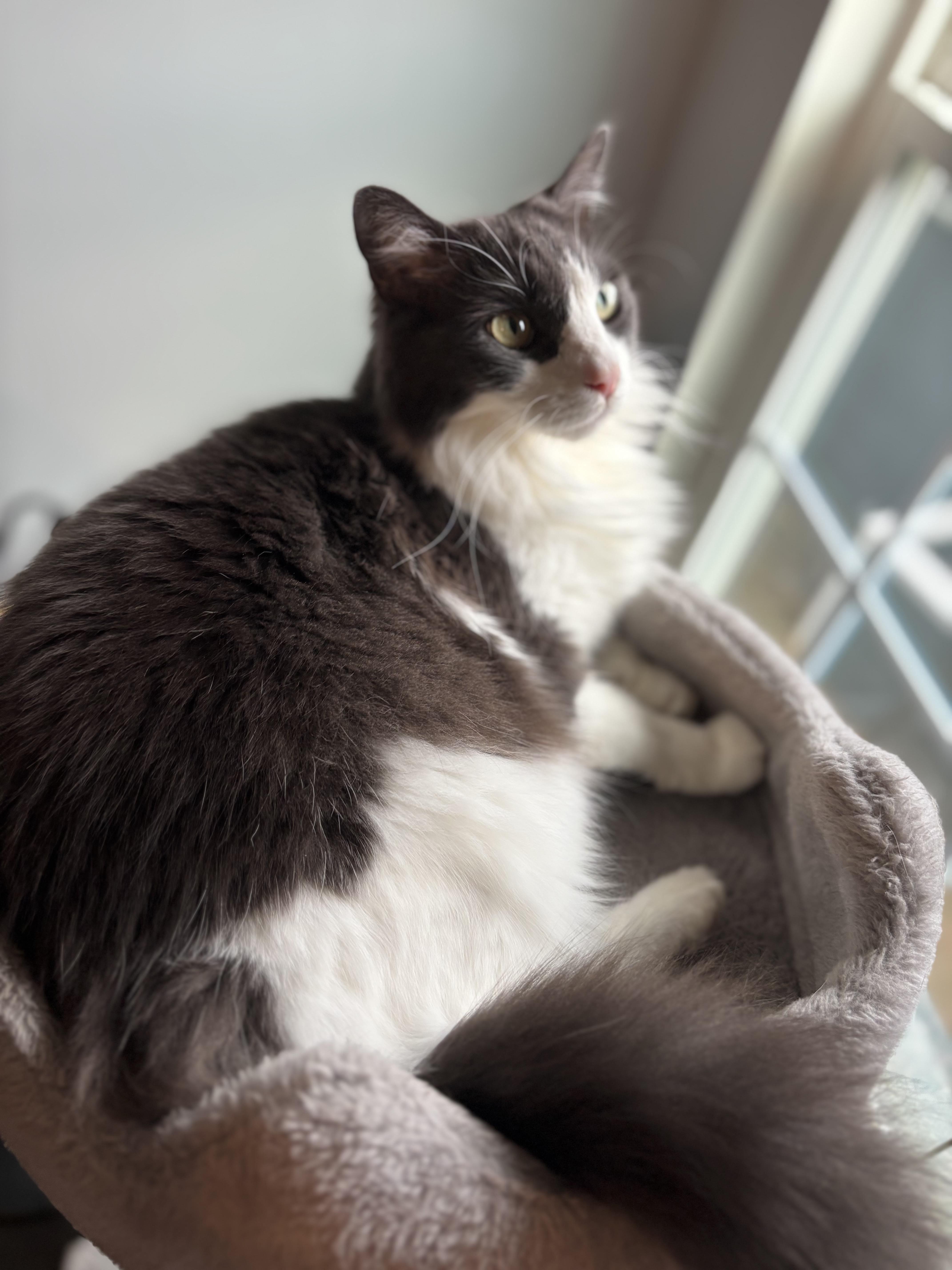 Gray Long Haired Male thumbnail 3